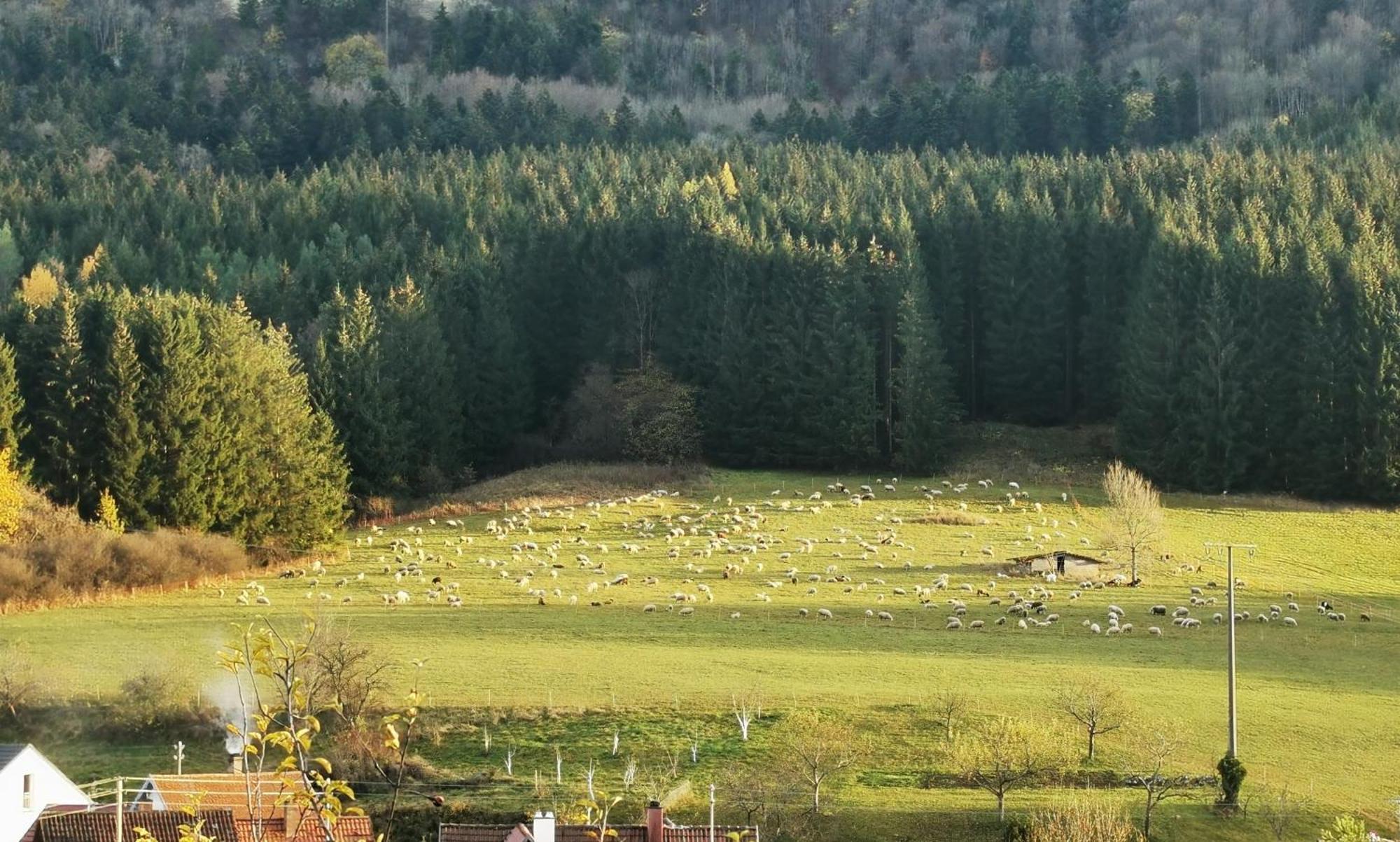 Ferienwohnung Blick Rappenstein Hausen am Tann Zewnętrze zdjęcie