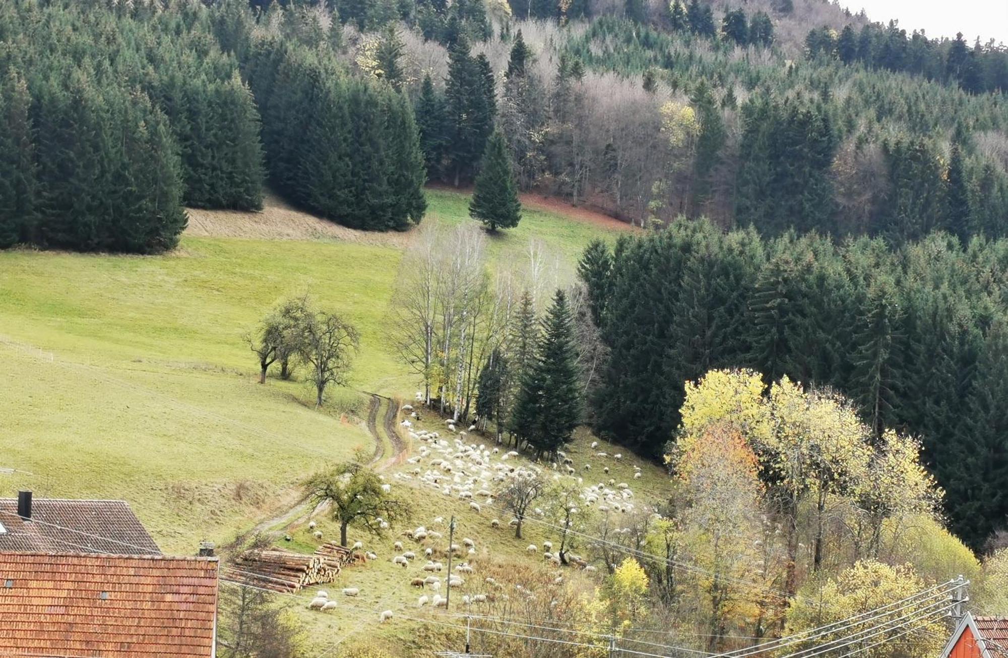 Ferienwohnung Blick Rappenstein Hausen am Tann Zewnętrze zdjęcie